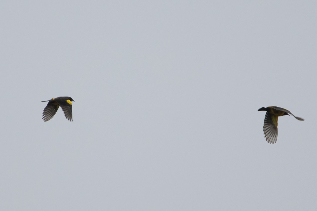 Yellow-rumped Marshbird - ML638021237