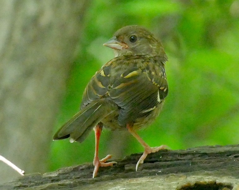Eastern Towhee - ML638021286