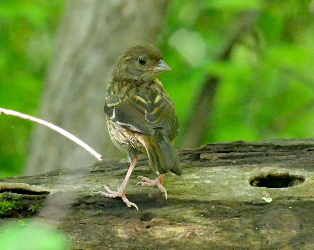 Eastern Towhee - ML638021287