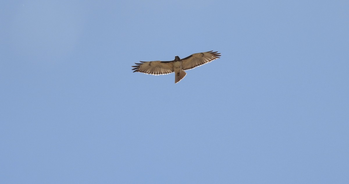 Red-tailed Hawk - ML638021298