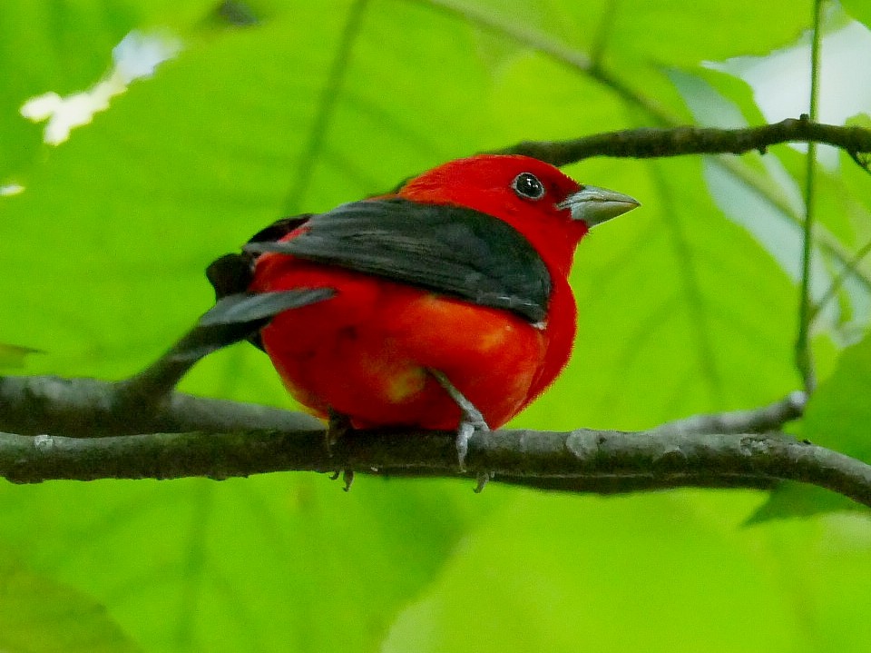 Scarlet Tanager - ML638021299
