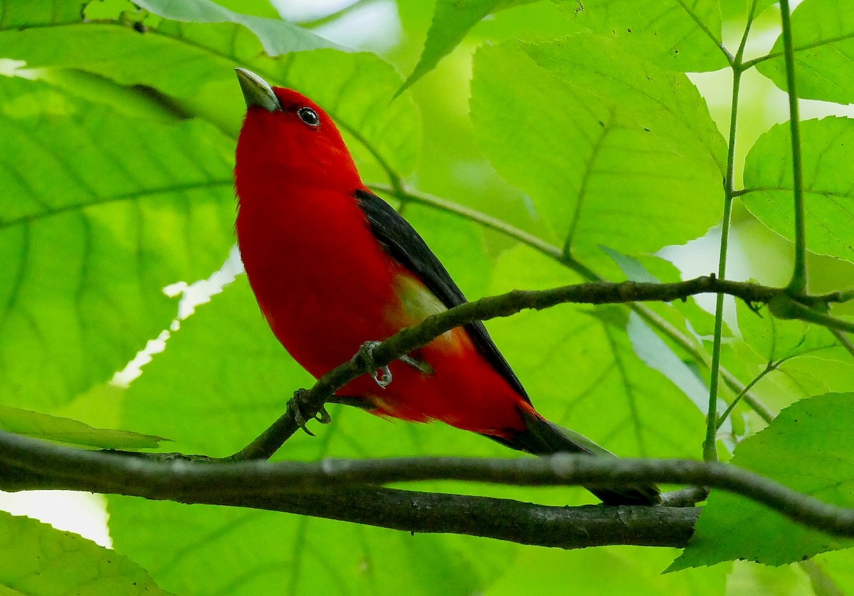 Scarlet Tanager - ML638021304