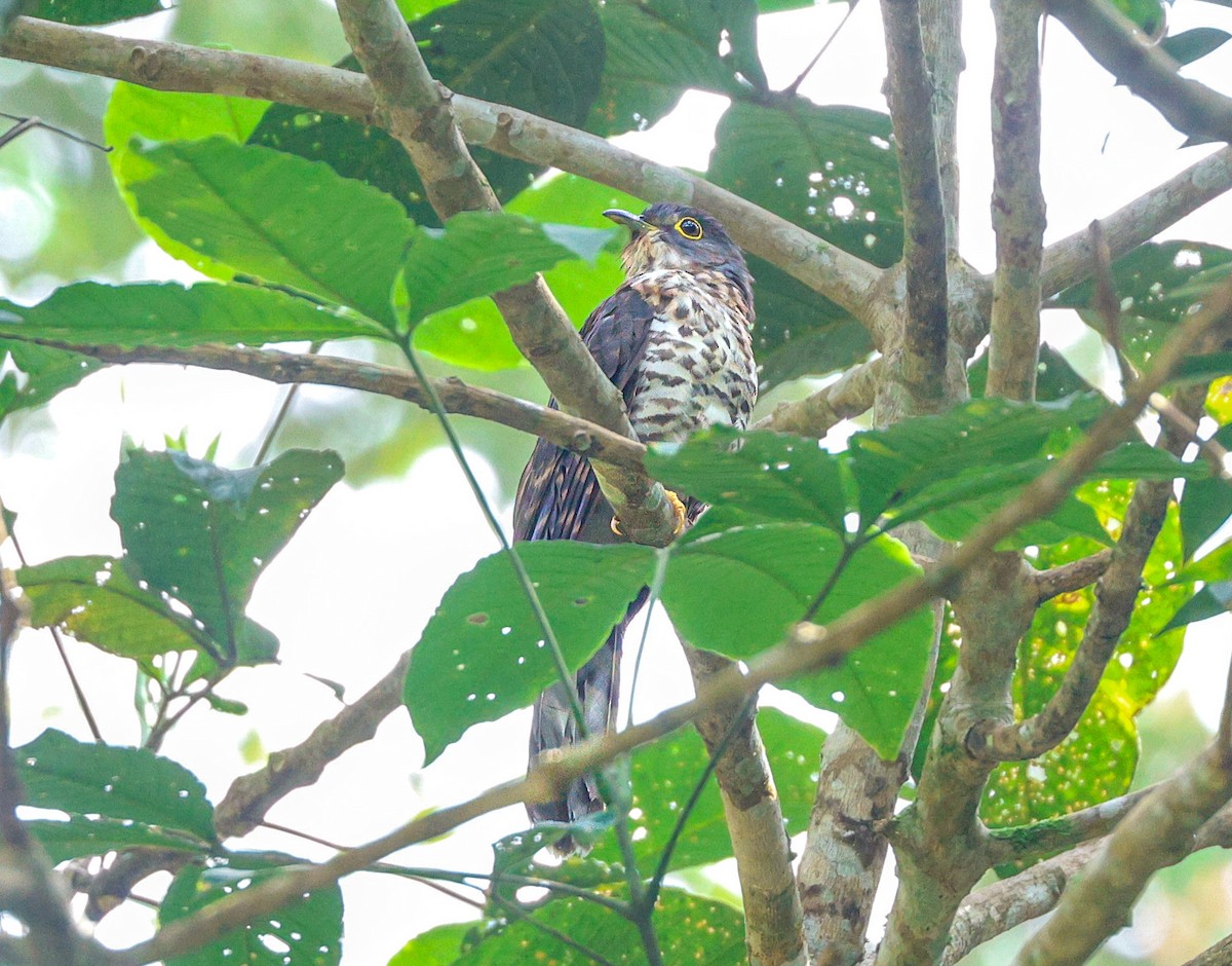 Dark Hawk-Cuckoo - ML638021310