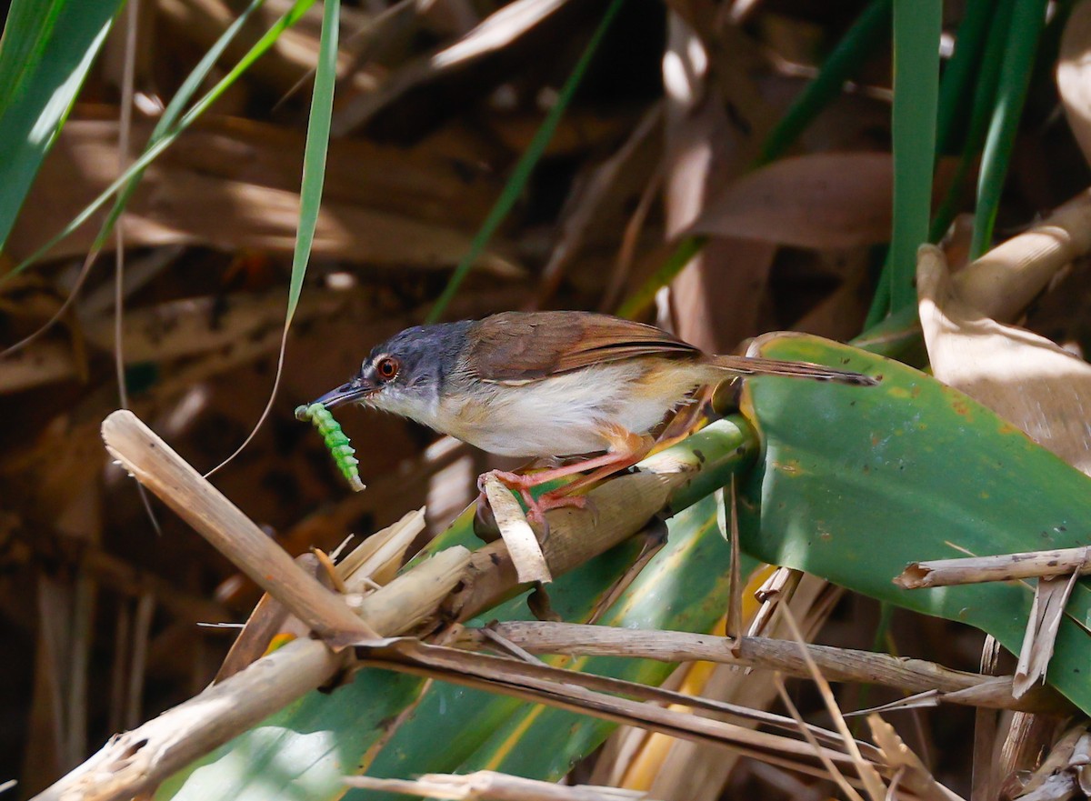 Rufescent Prinia - ML638021332