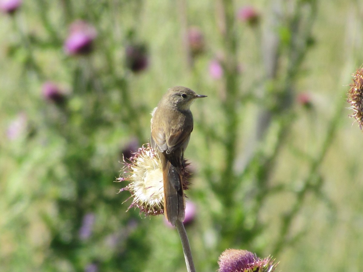 Sharp-billed Canastero - ML638021353