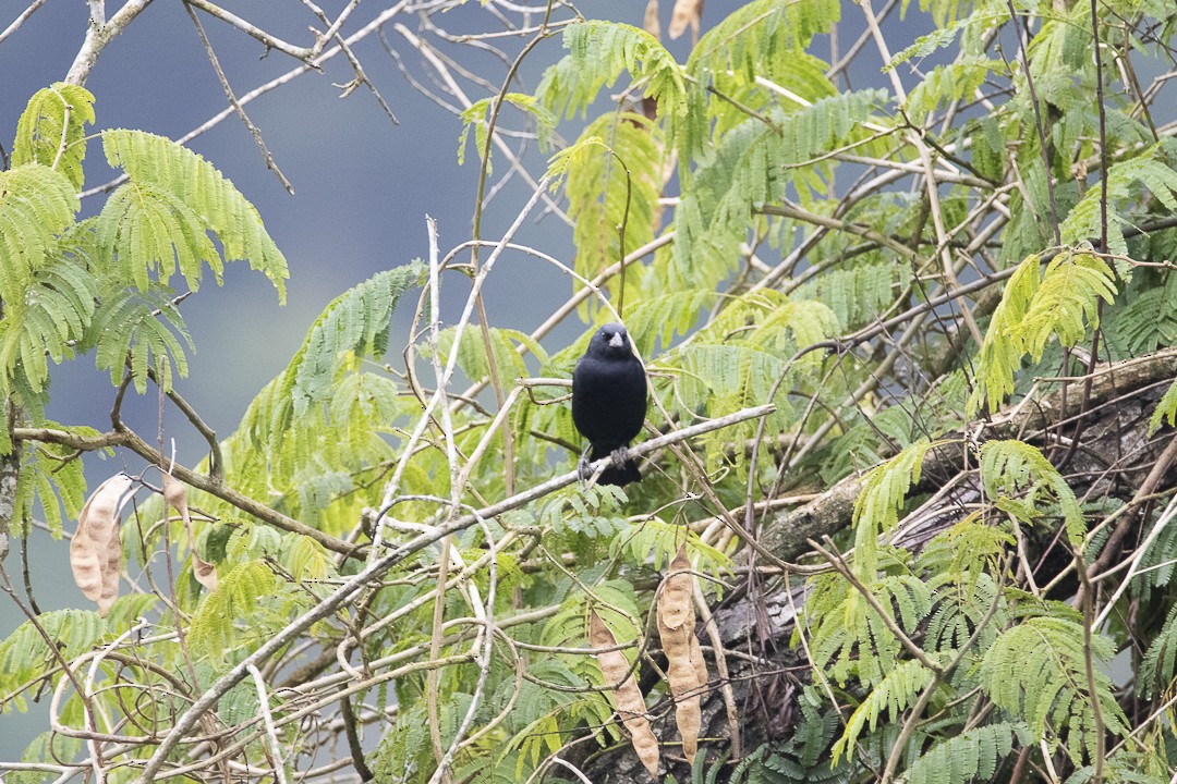 Screaming Cowbird - ML638021364