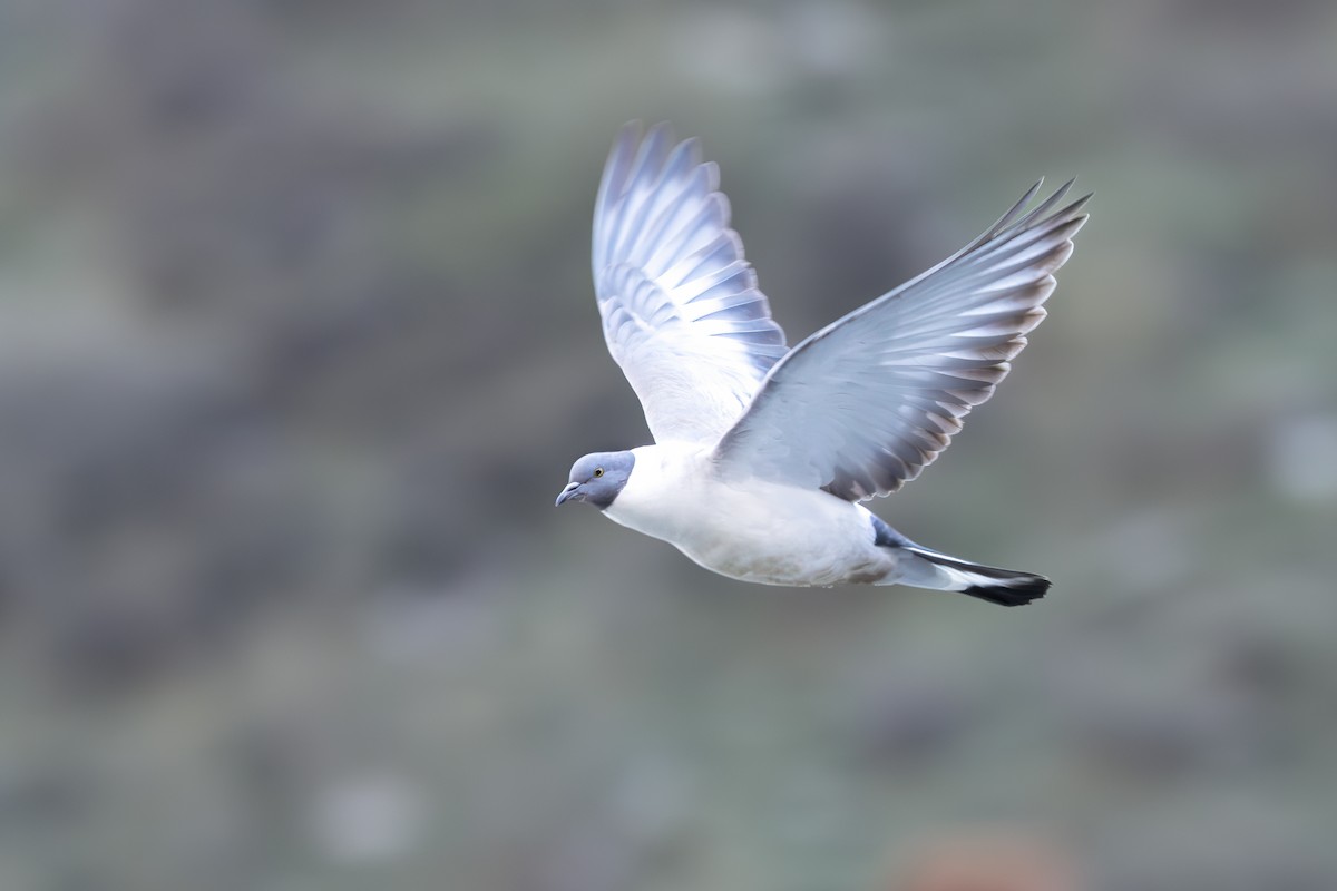 Snow Pigeon - ML638021379