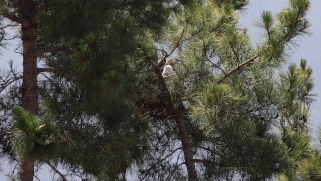 Great Horned Owl - ML638021382