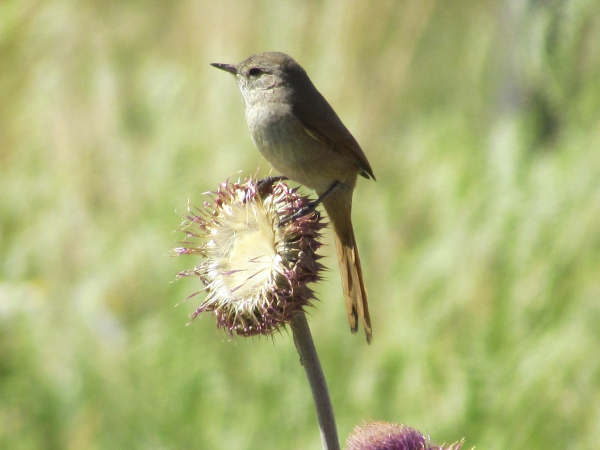 Sharp-billed Canastero - ML638021384