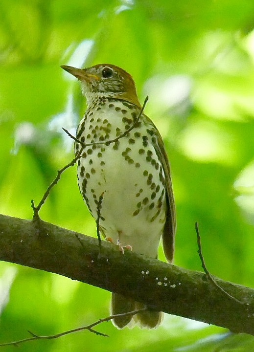 Wood Thrush - ML638021449