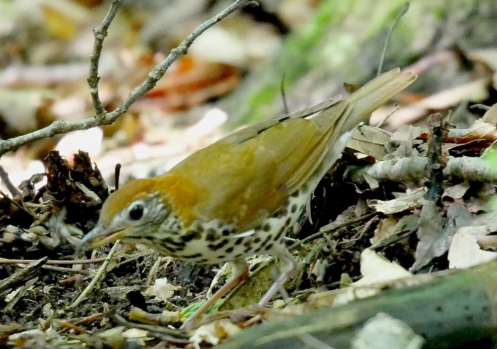 Wood Thrush - ML638021472