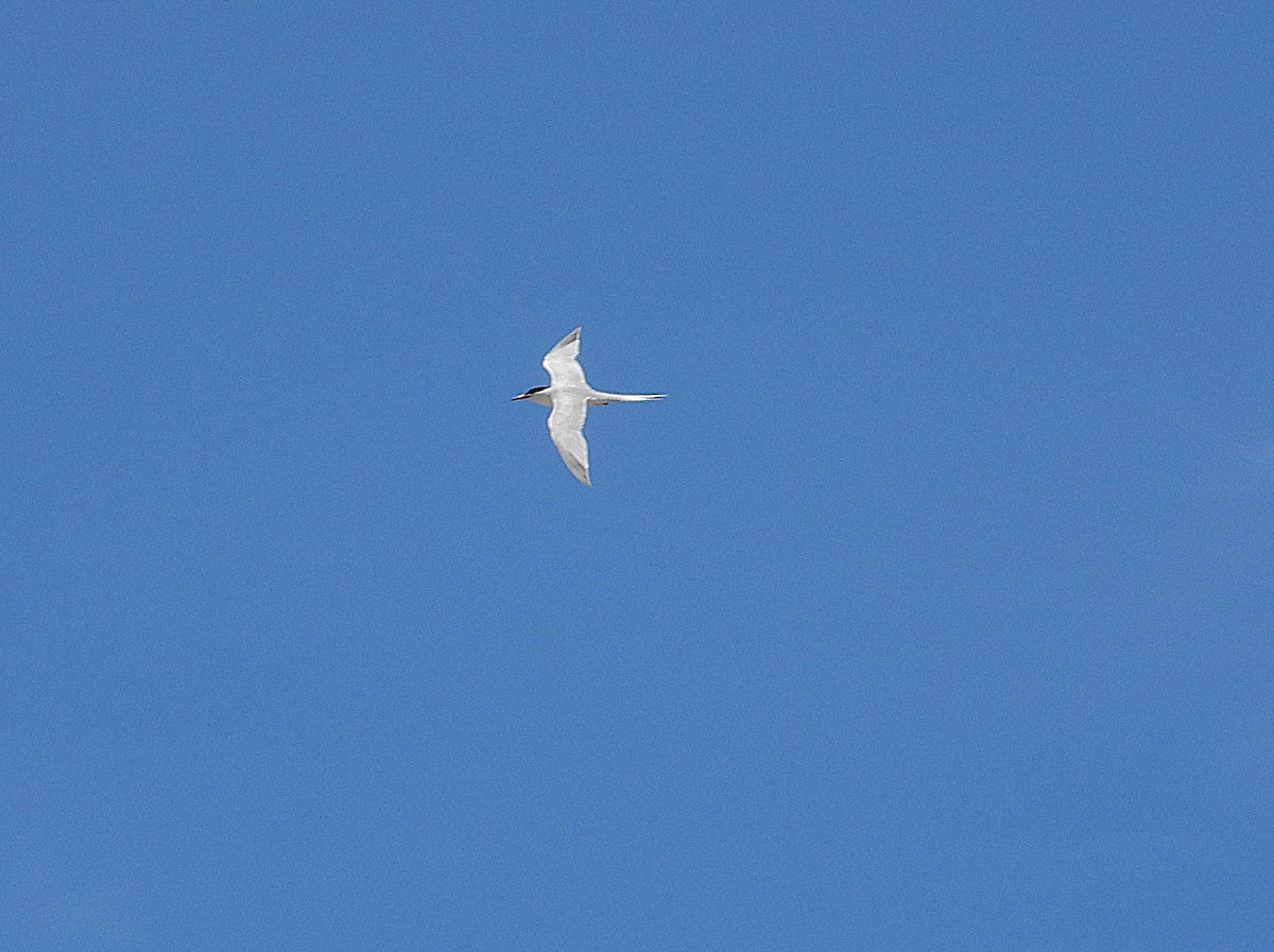 Roseate Tern - ML638021480