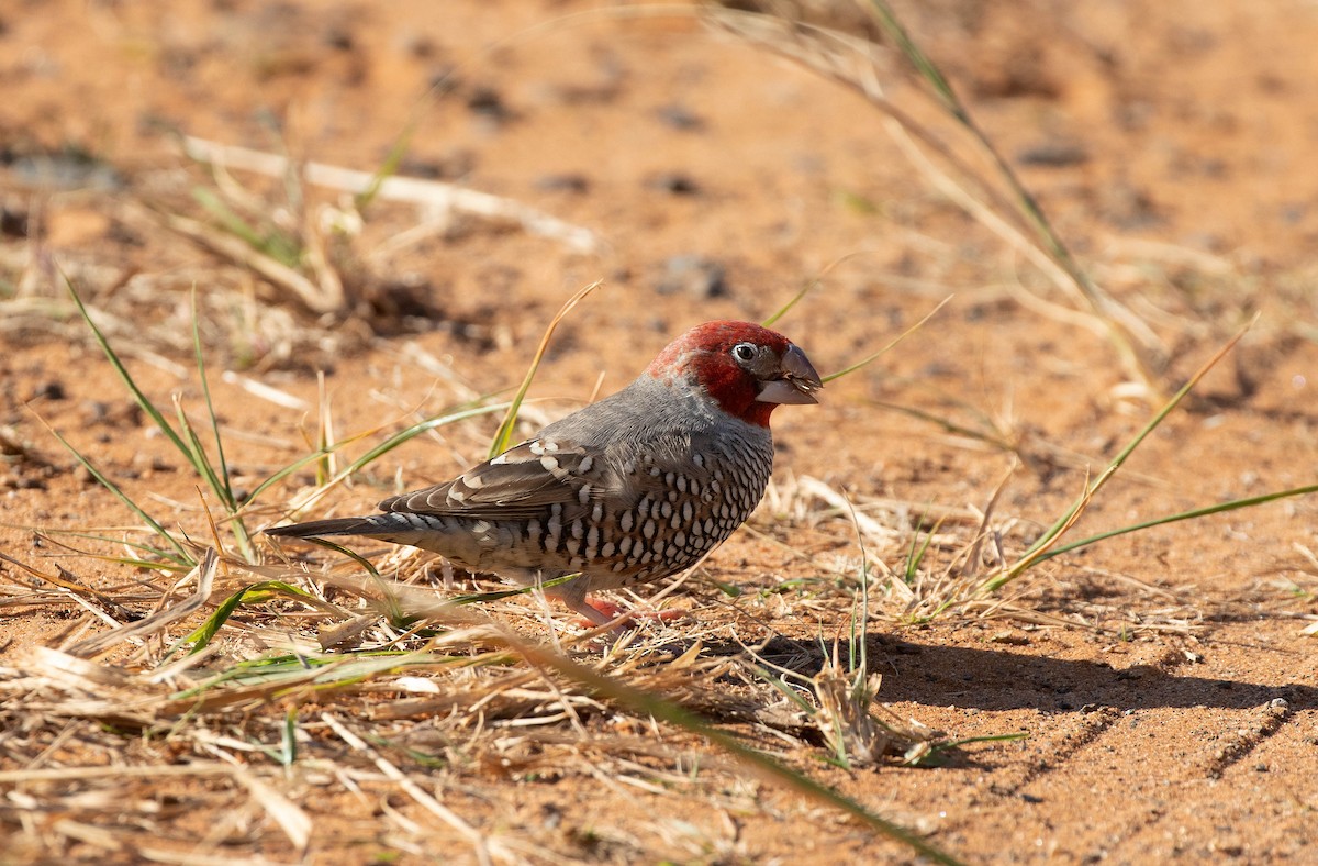 Red-headed Finch - ML638021518