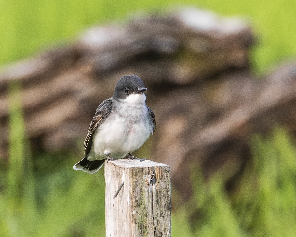 Eastern Kingbird - ML638021521