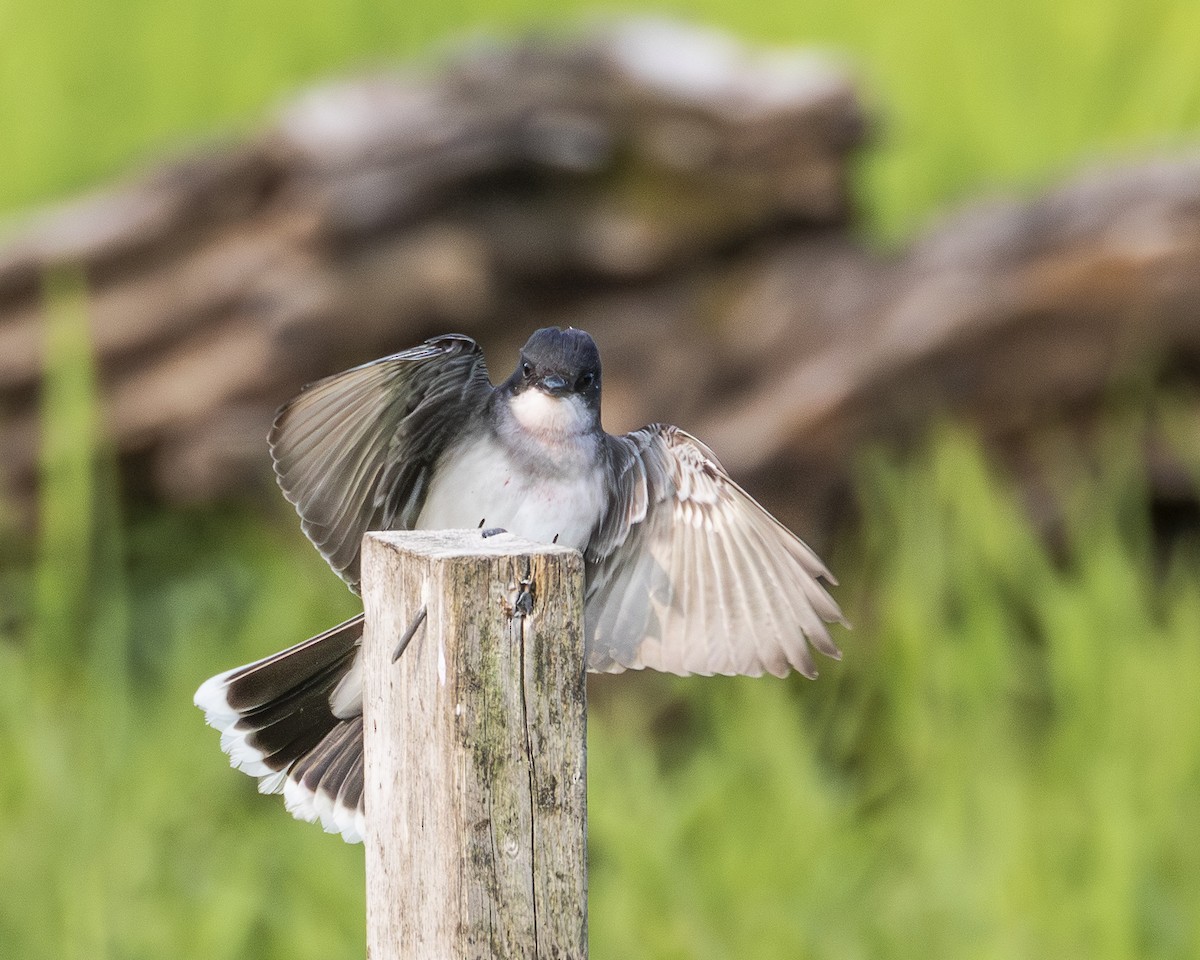 Eastern Kingbird - ML638021522