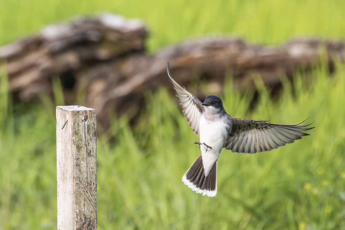Eastern Kingbird - ML638021523