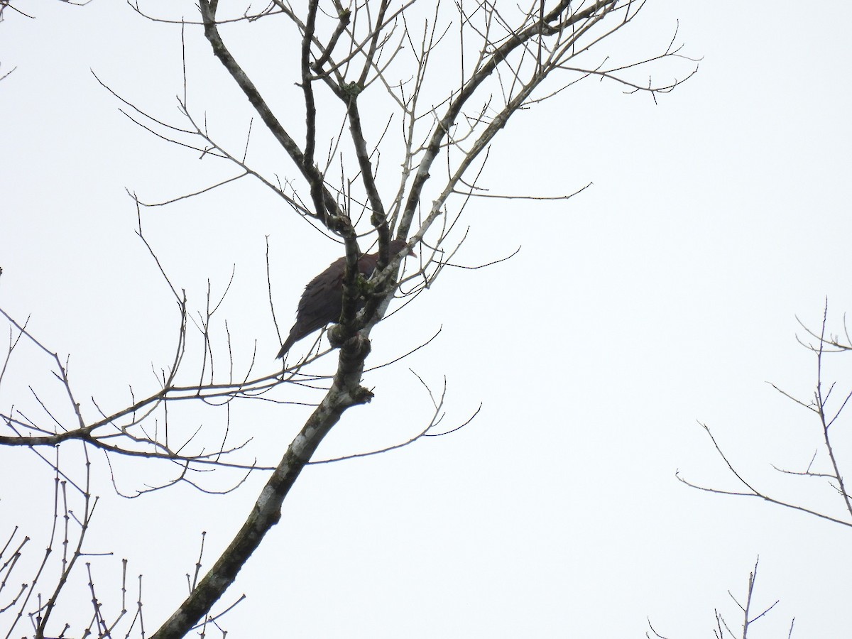 Red-billed Pigeon - ML638021528