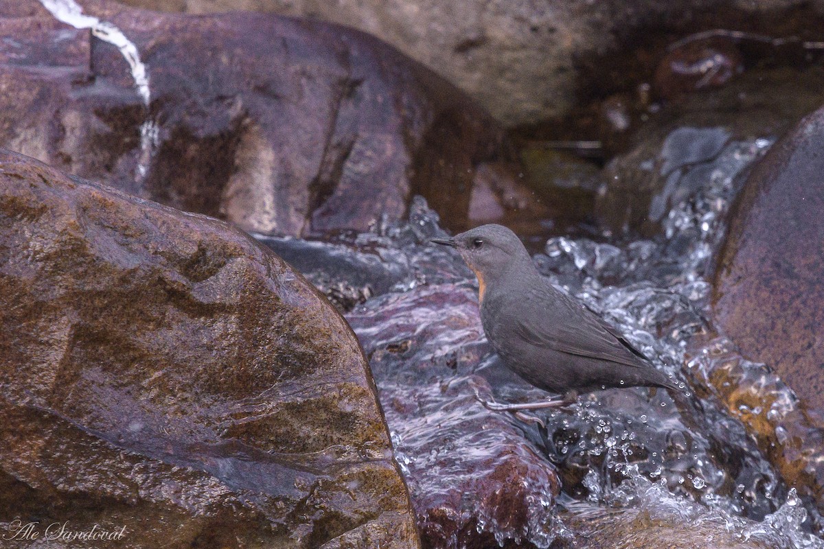 Rufous-throated Dipper - ML638021541