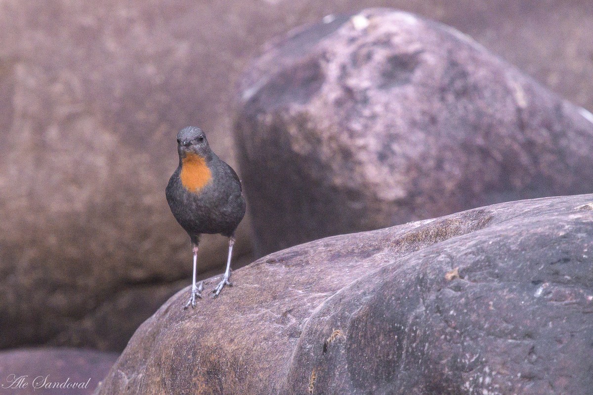 Rufous-throated Dipper - ML638021544