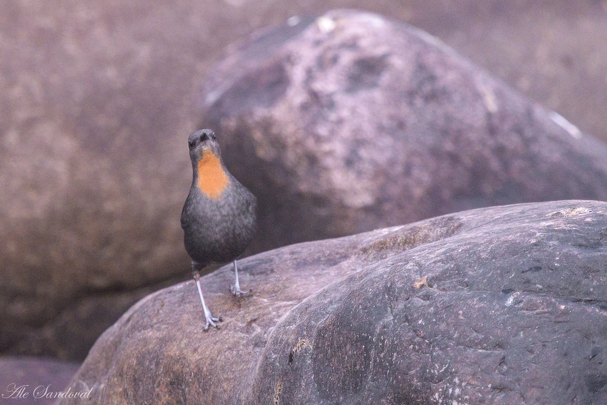 Rufous-throated Dipper - ML638021545