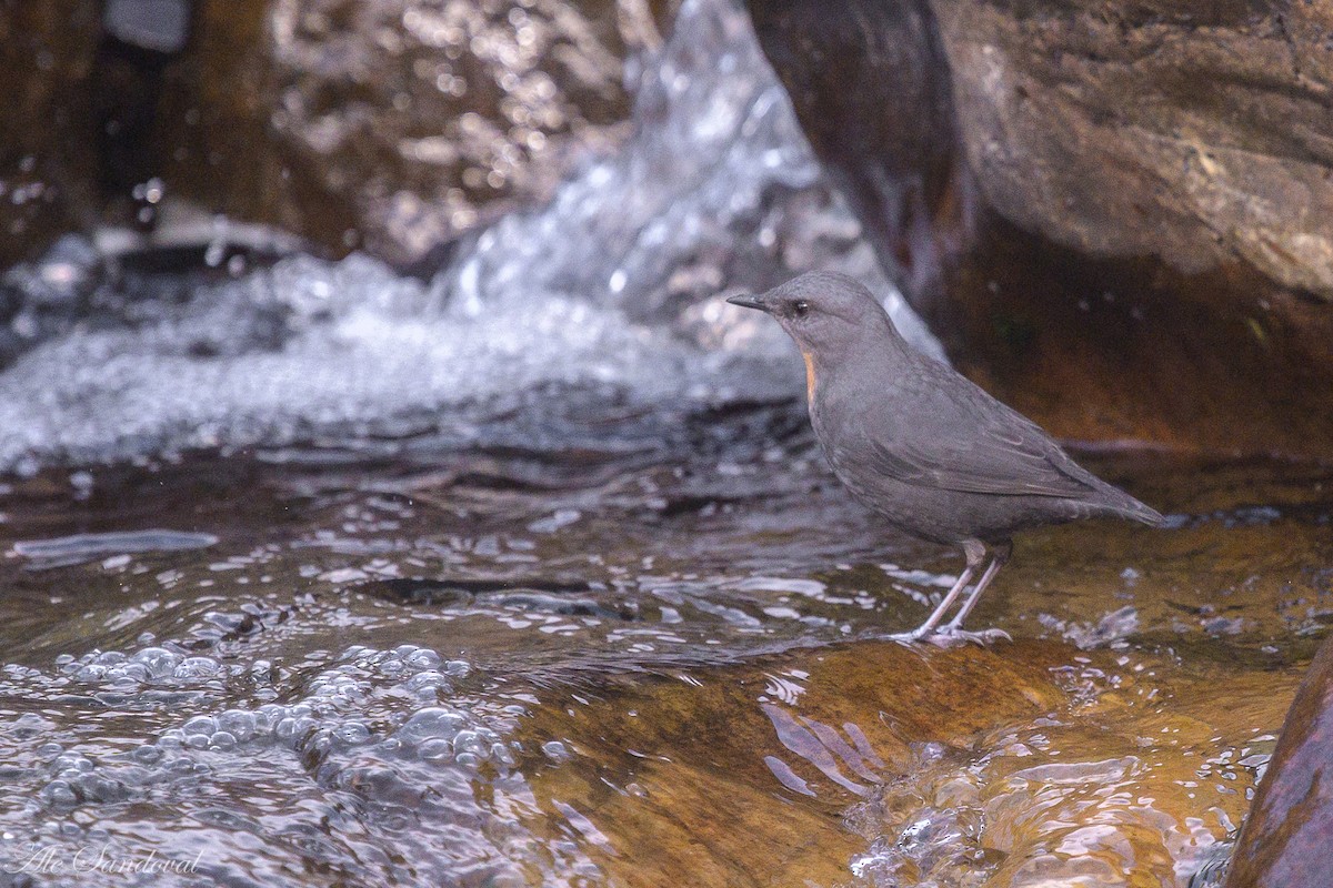 Rufous-throated Dipper - ML638021546