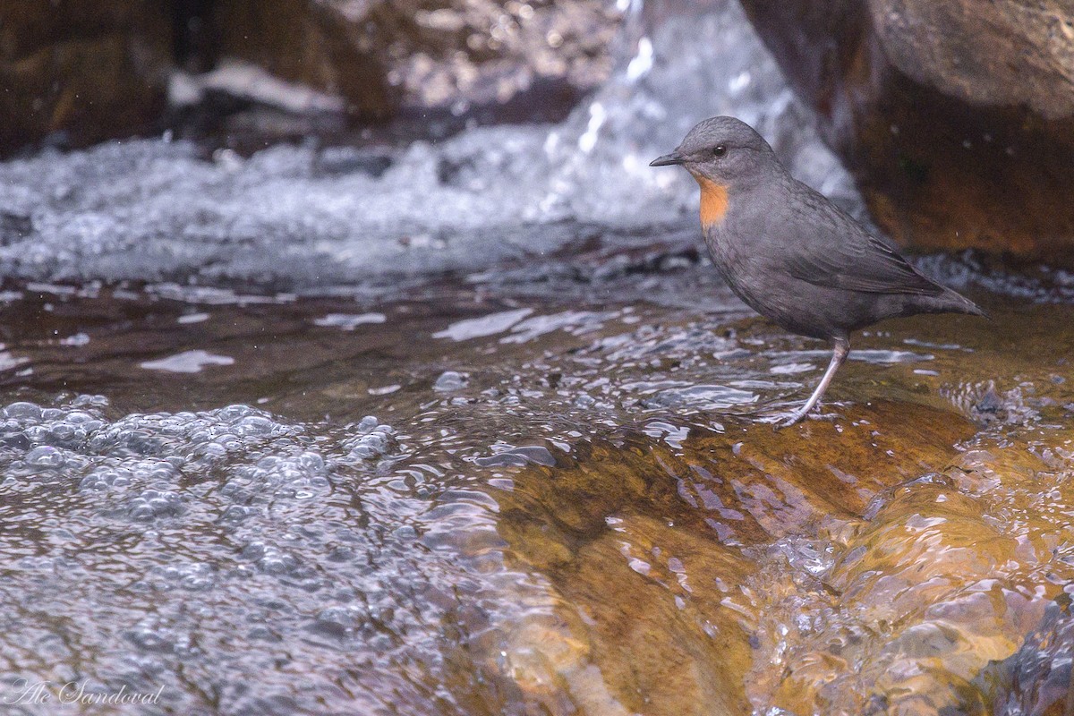 Rufous-throated Dipper - ML638021549