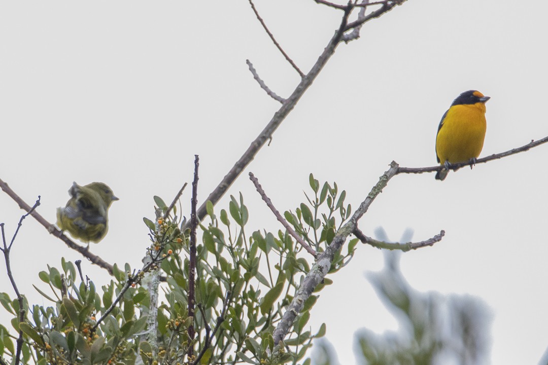 Violaceous Euphonia - ML638021555