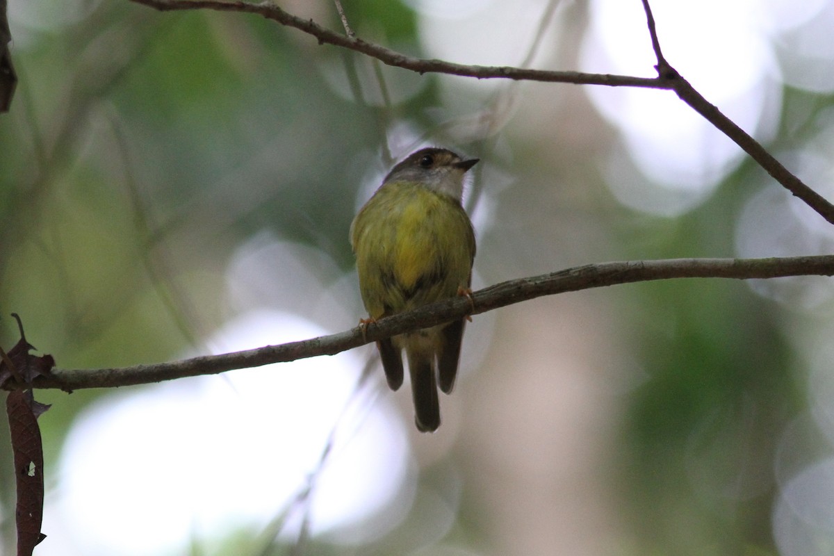 Pale-yellow Robin - ML638021556