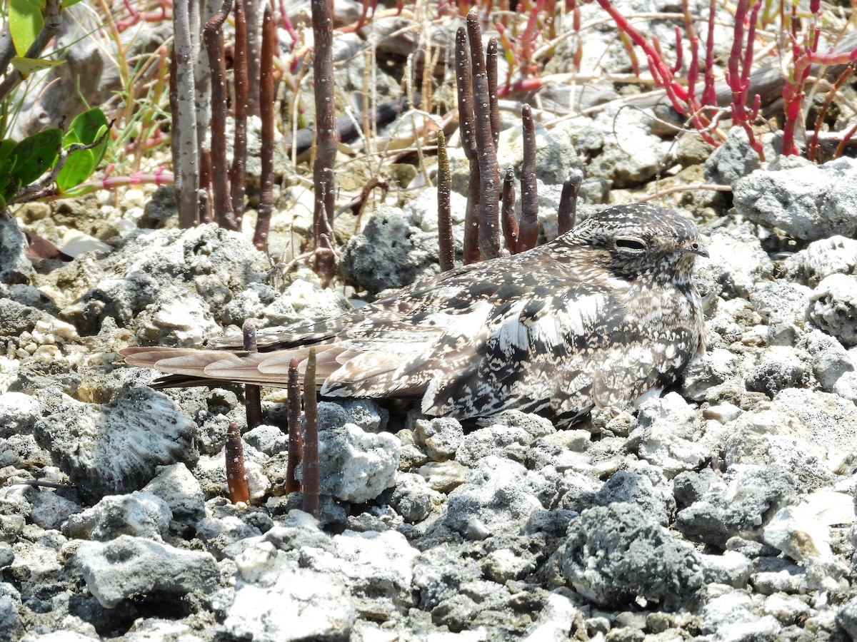 Antillean Nighthawk - ML638021561