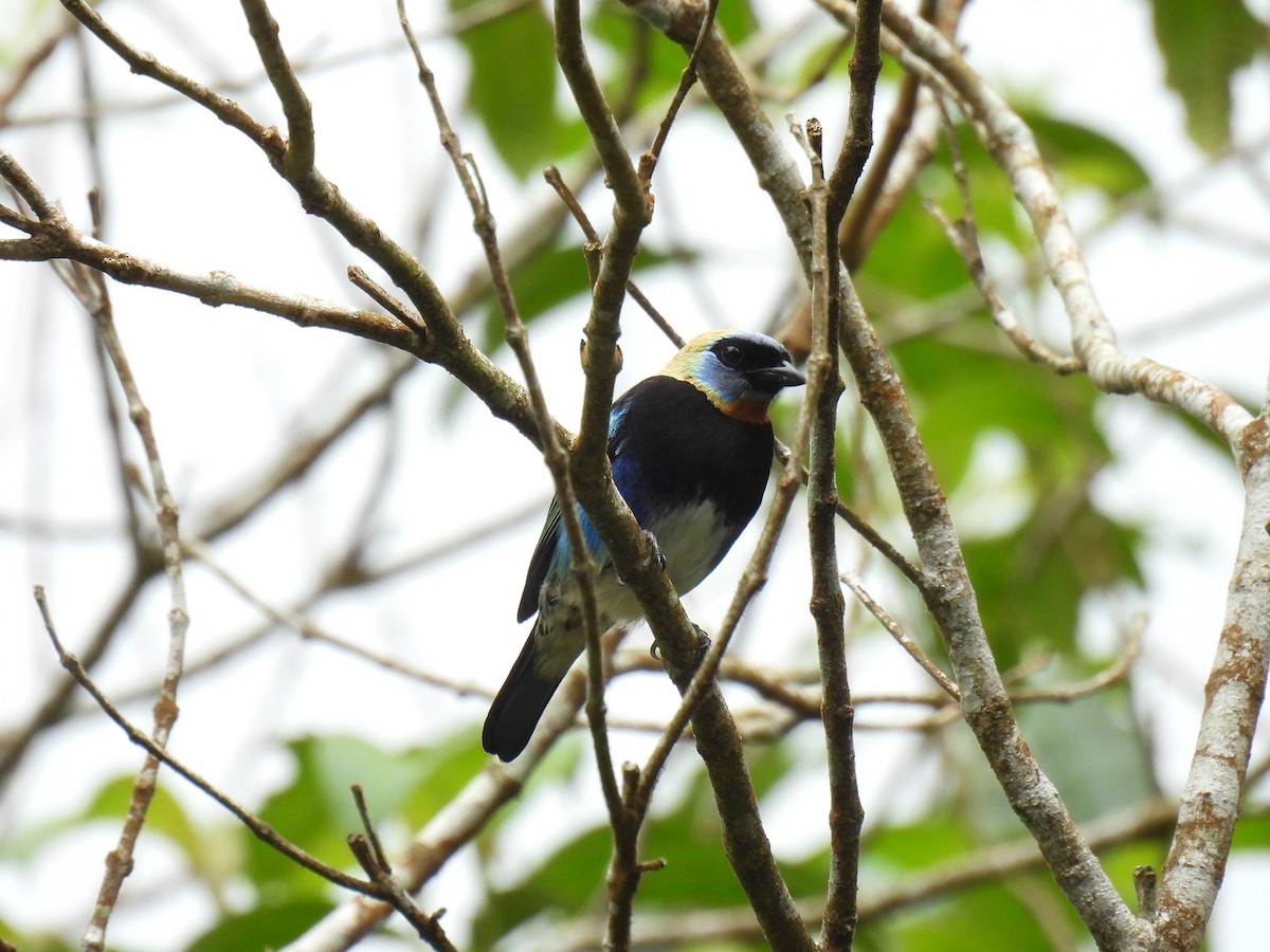 Golden-hooded Tanager - ML638021562