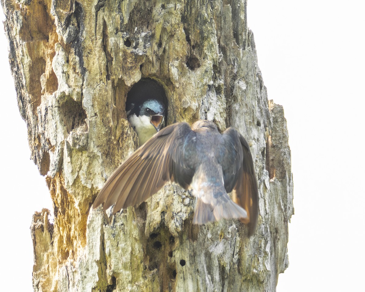 Tree Swallow - ML638021563