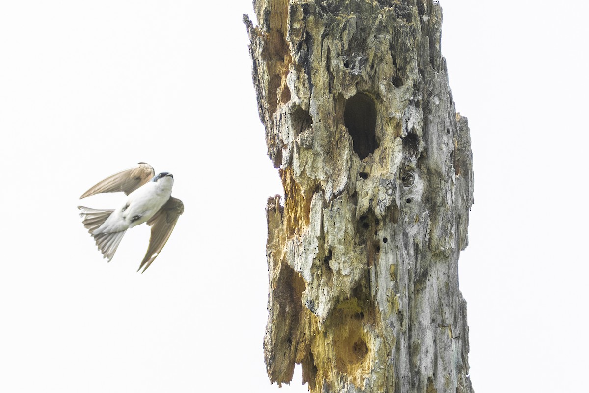 Tree Swallow - ML638021564