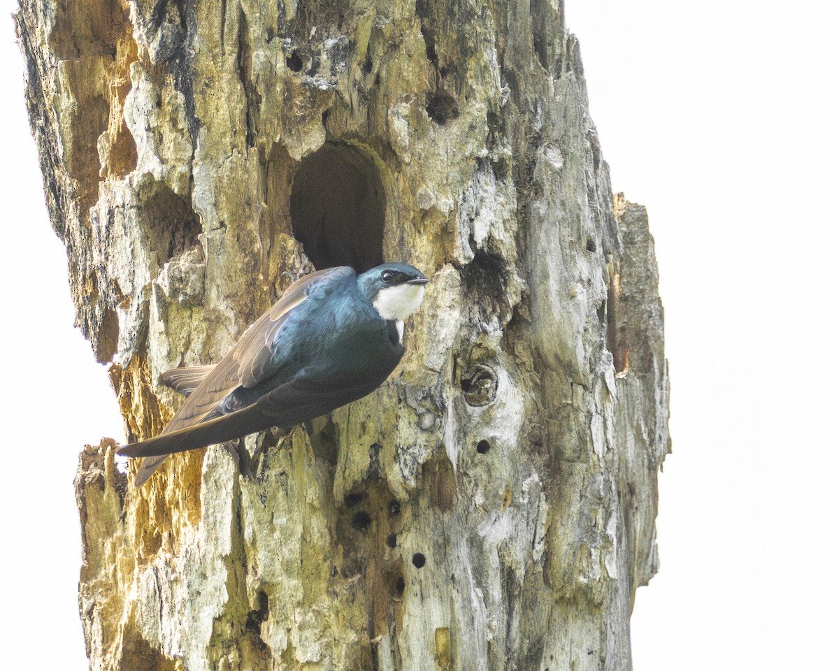 Tree Swallow - ML638021565
