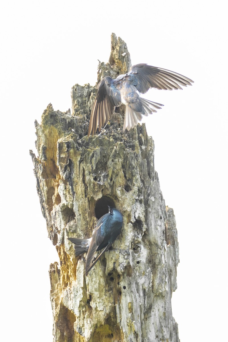 Tree Swallow - ML638021566