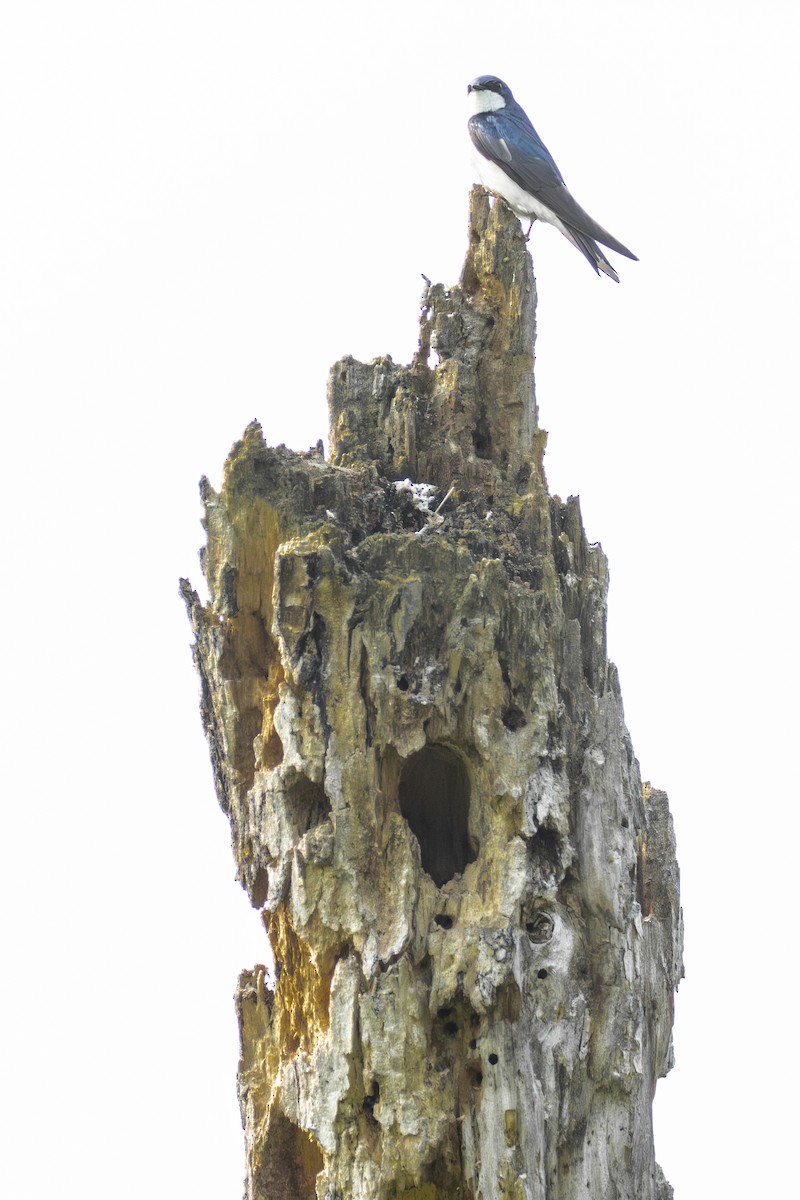 Tree Swallow - ML638021568