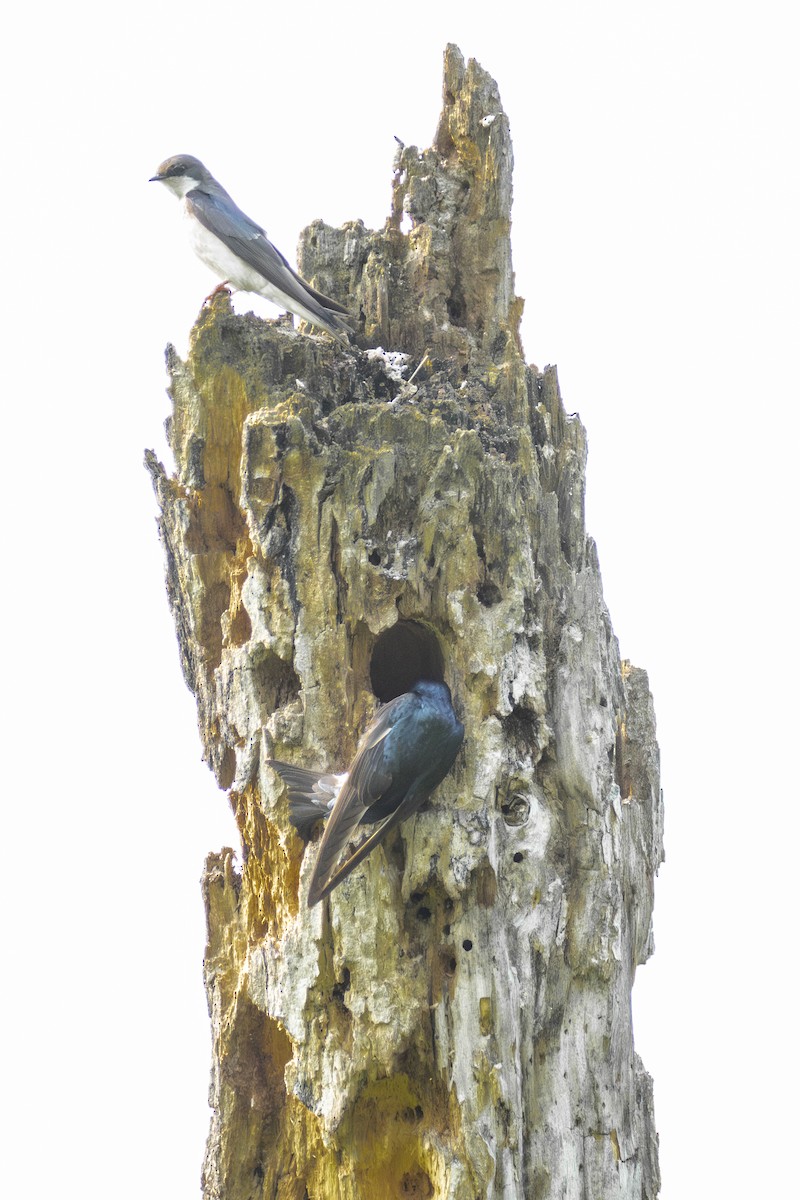 Tree Swallow - ML638021571
