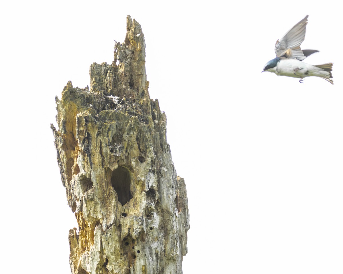 Tree Swallow - ML638021572