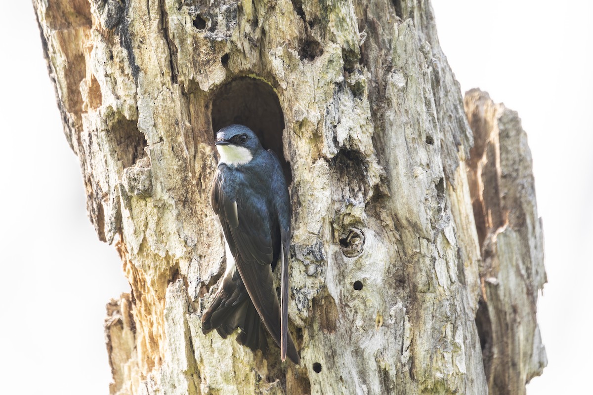 Tree Swallow - ML638021573