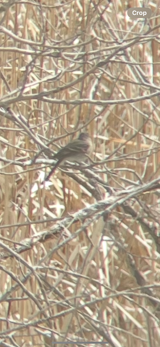 Gray Flycatcher - ML638021604