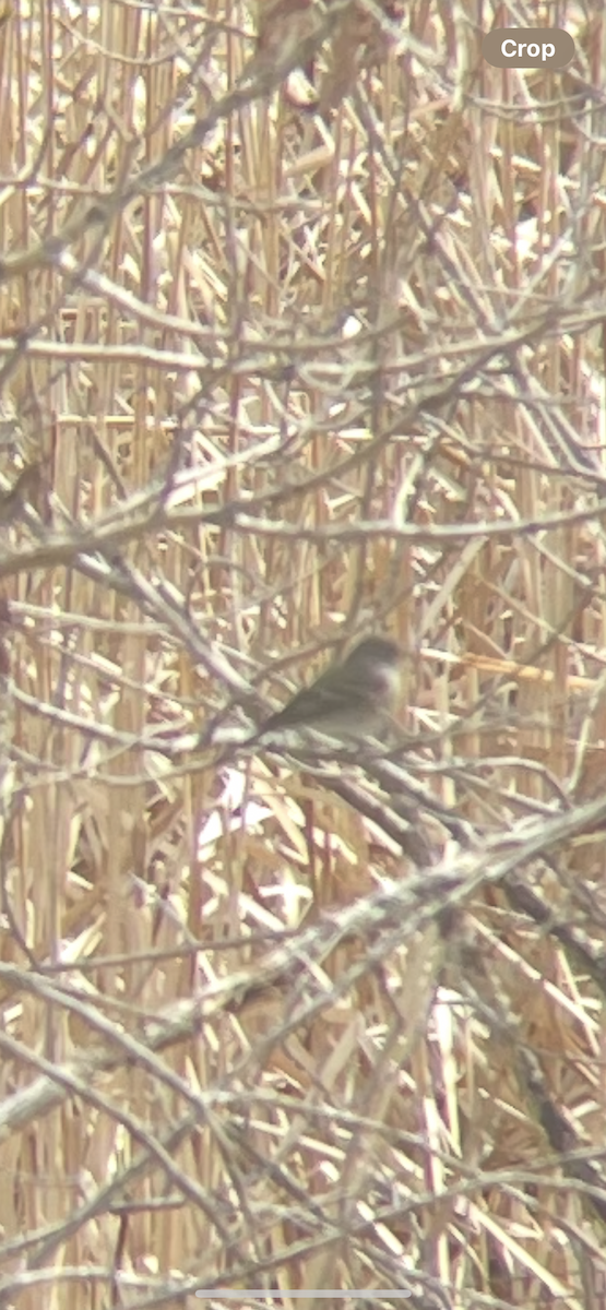 Gray Flycatcher - ML638021605
