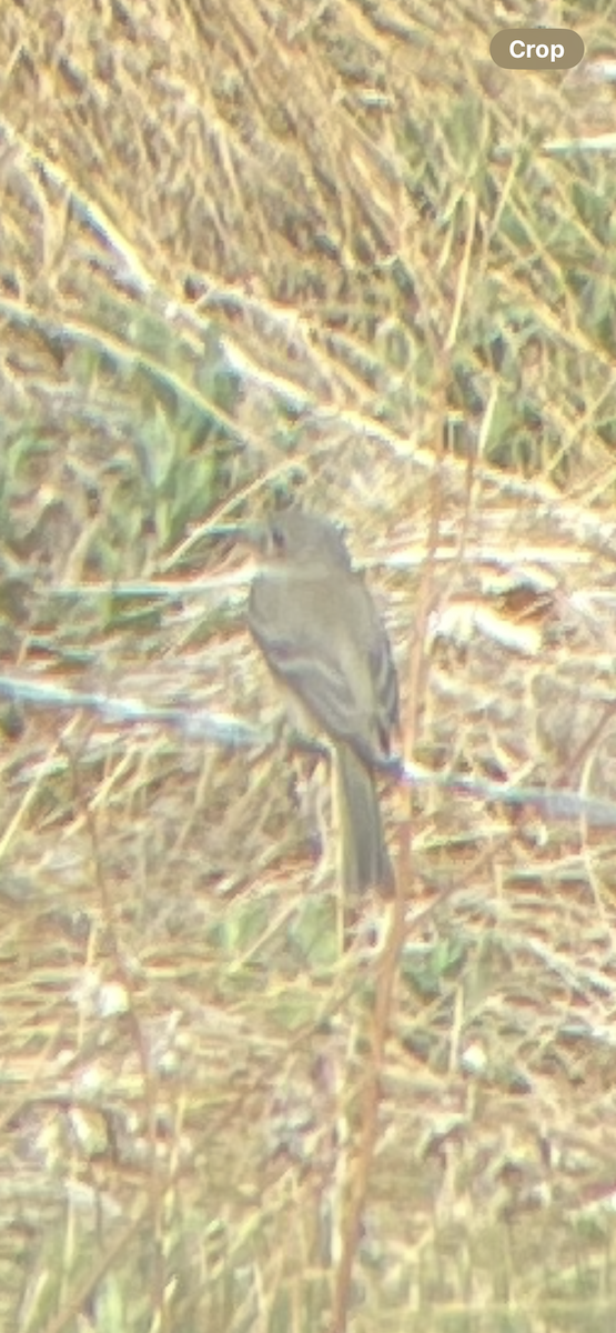 Gray Flycatcher - ML638021615