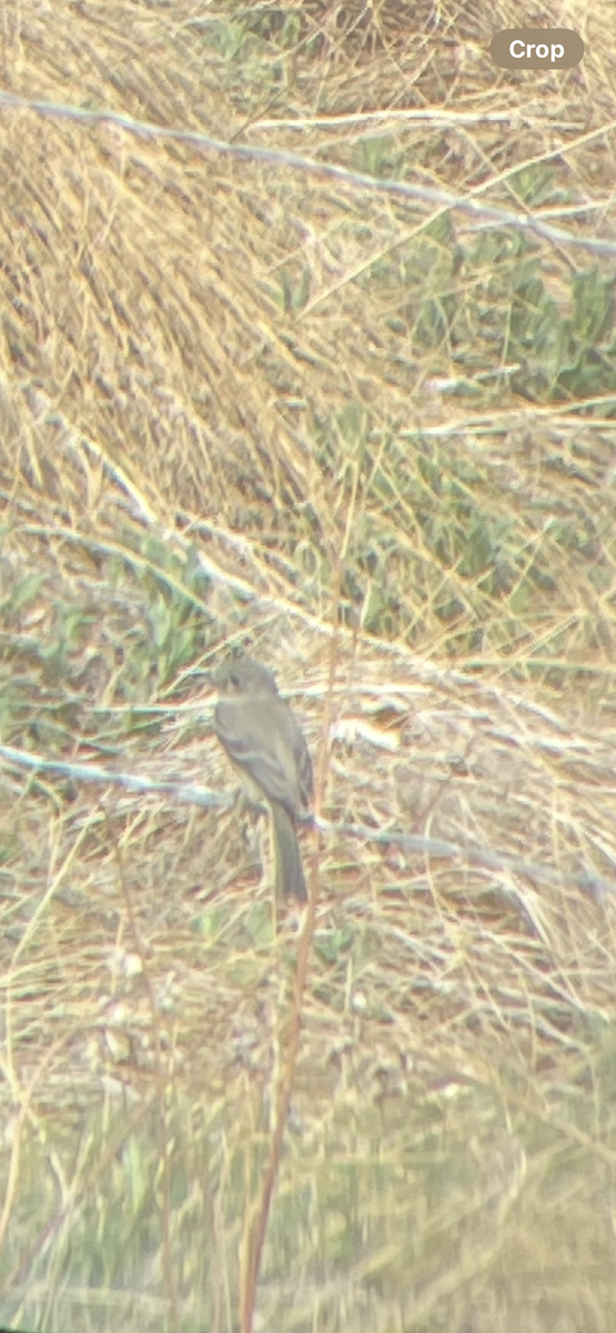 Gray Flycatcher - ML638021616