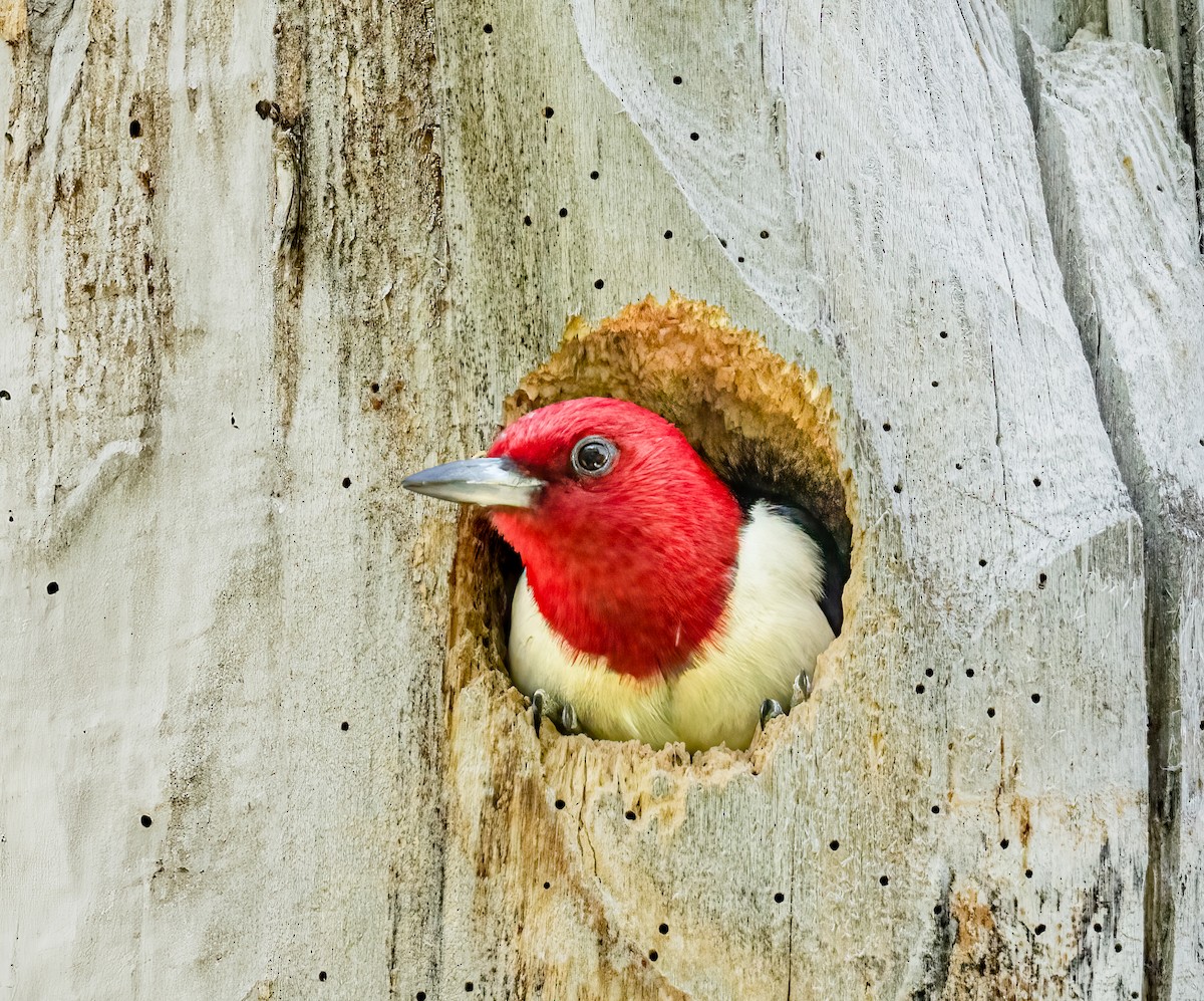 Red-headed Woodpecker - ML638021617