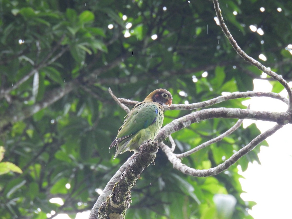 Brown-hooded Parrot - ML638021618
