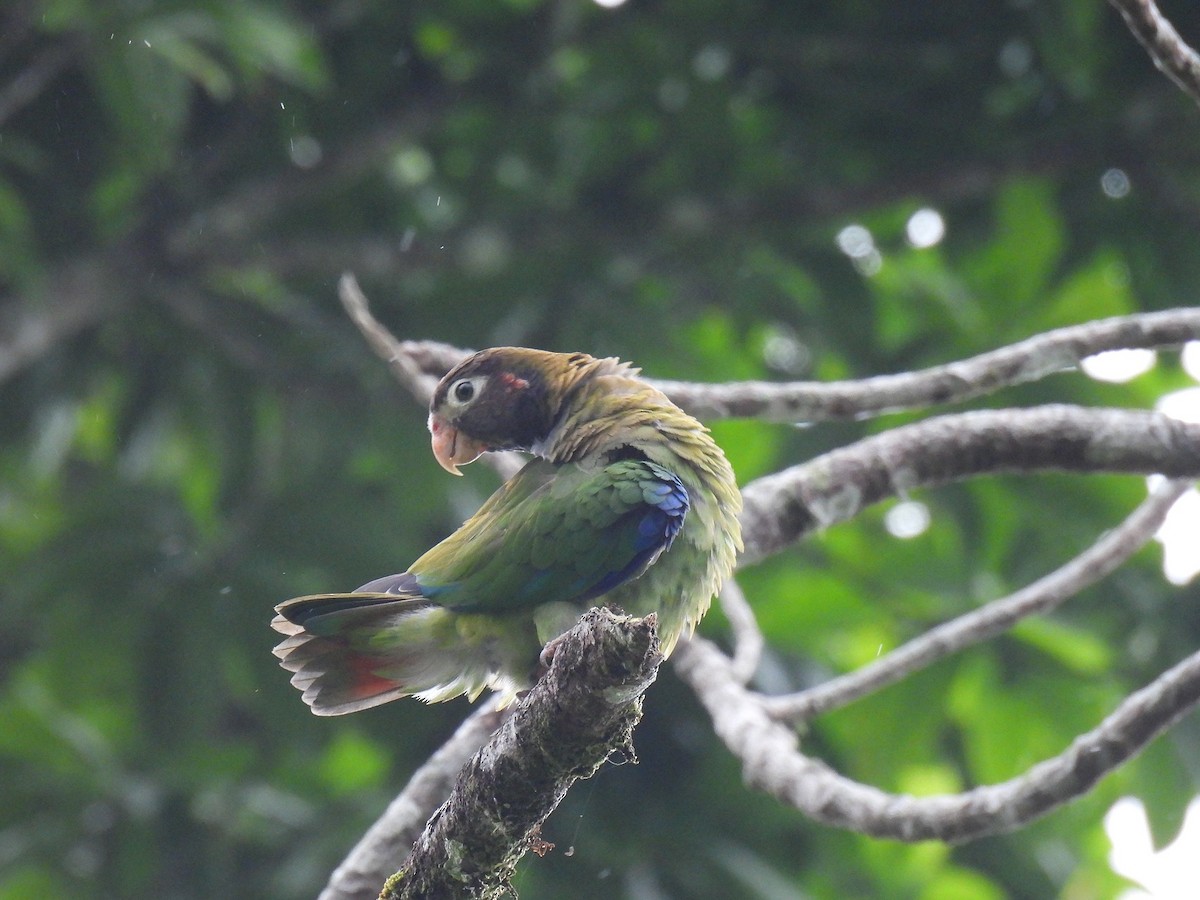 Brown-hooded Parrot - ML638021619
