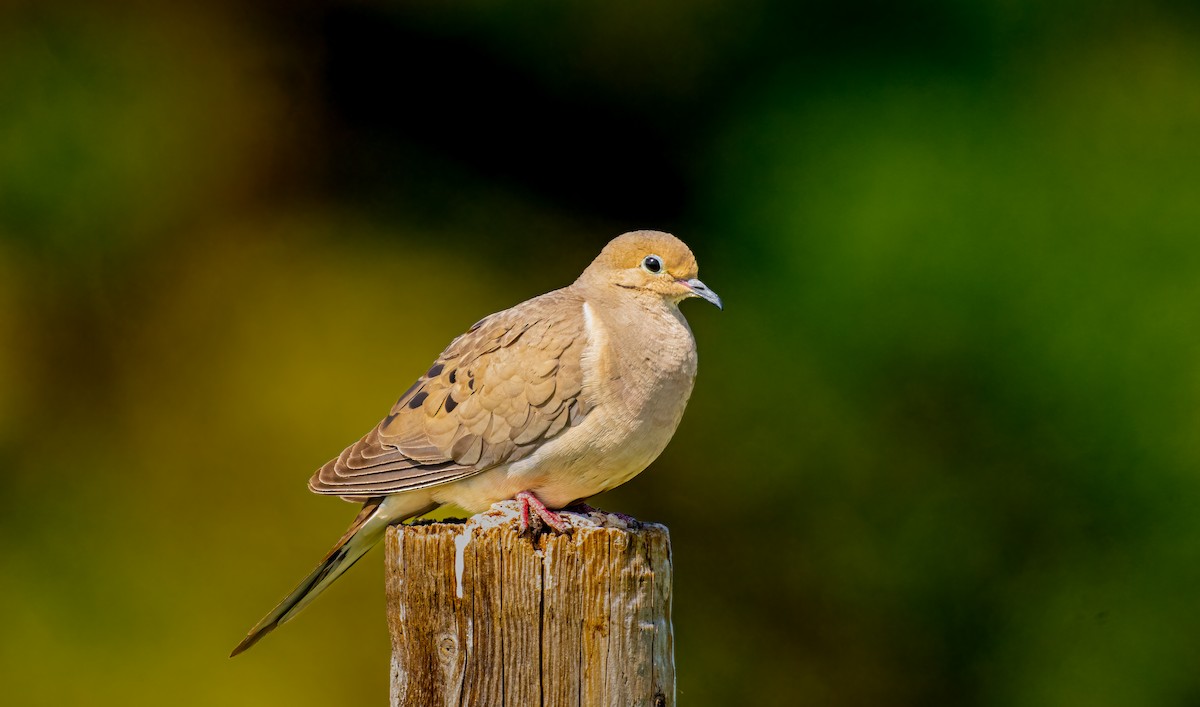 Mourning Dove - ML638021644