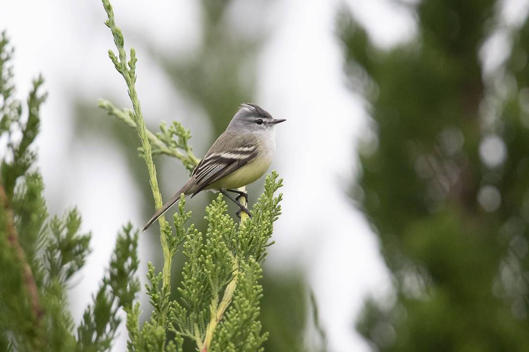 White-crested Tyrannulet - ML638021647