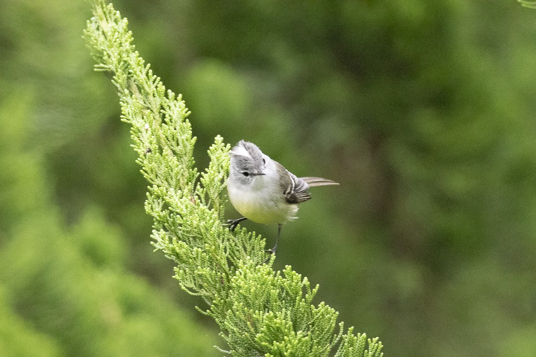 White-crested Tyrannulet - ML638021648
