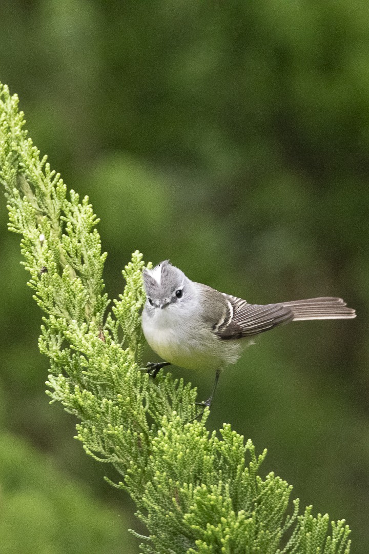 White-crested Tyrannulet - ML638021649