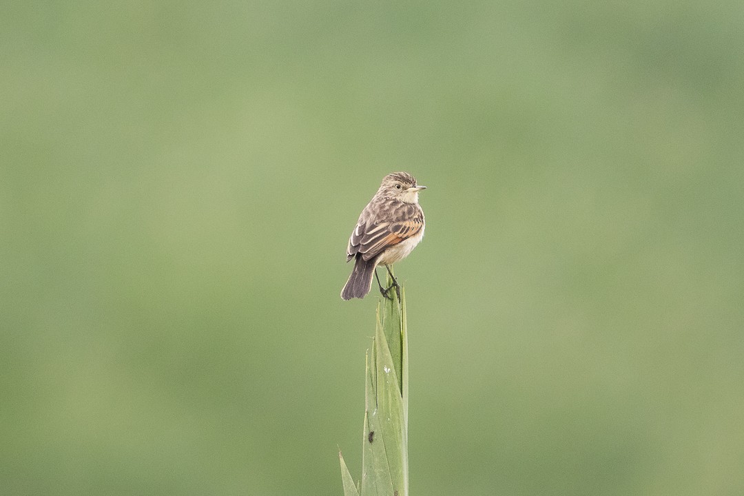 Spectacled Tyrant - ML638021667